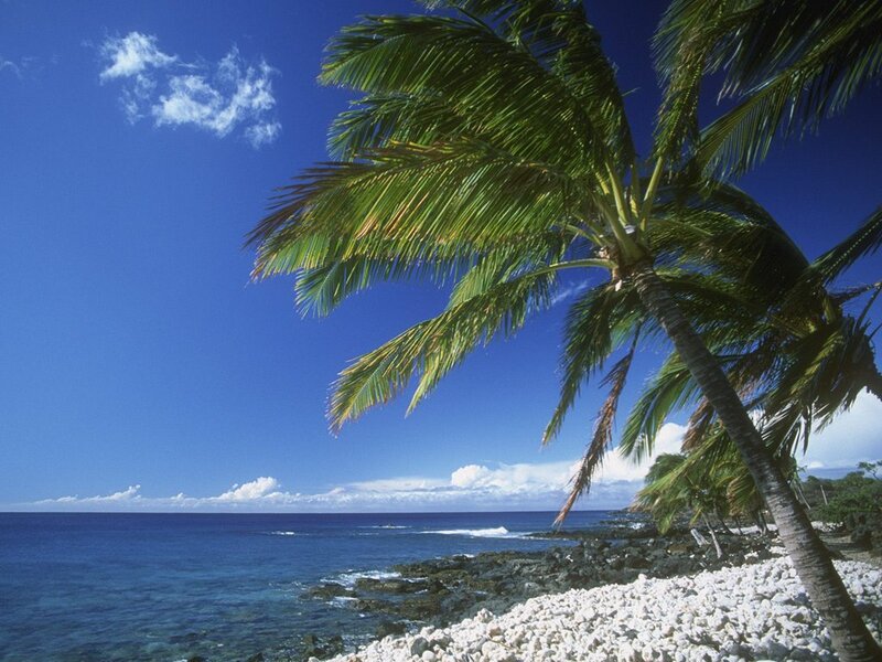 Palm Tree on Rocky Beach — Blue