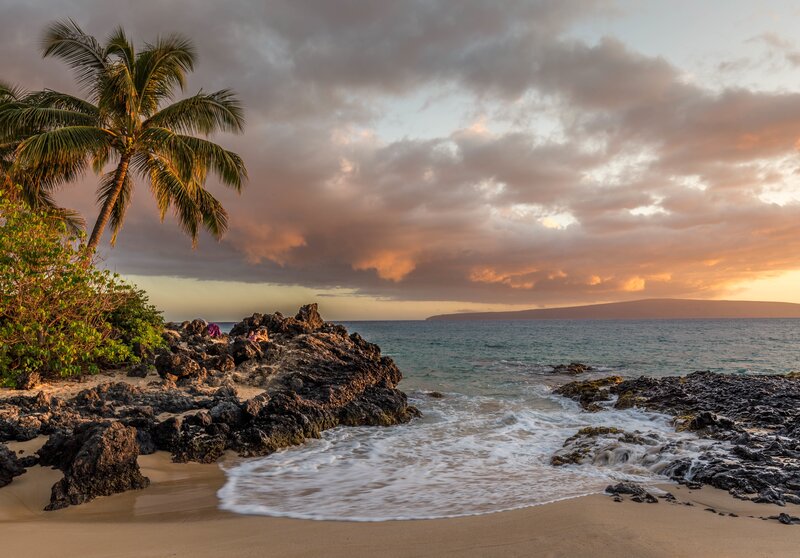 Palm Tree on Rocky Beach — Orange