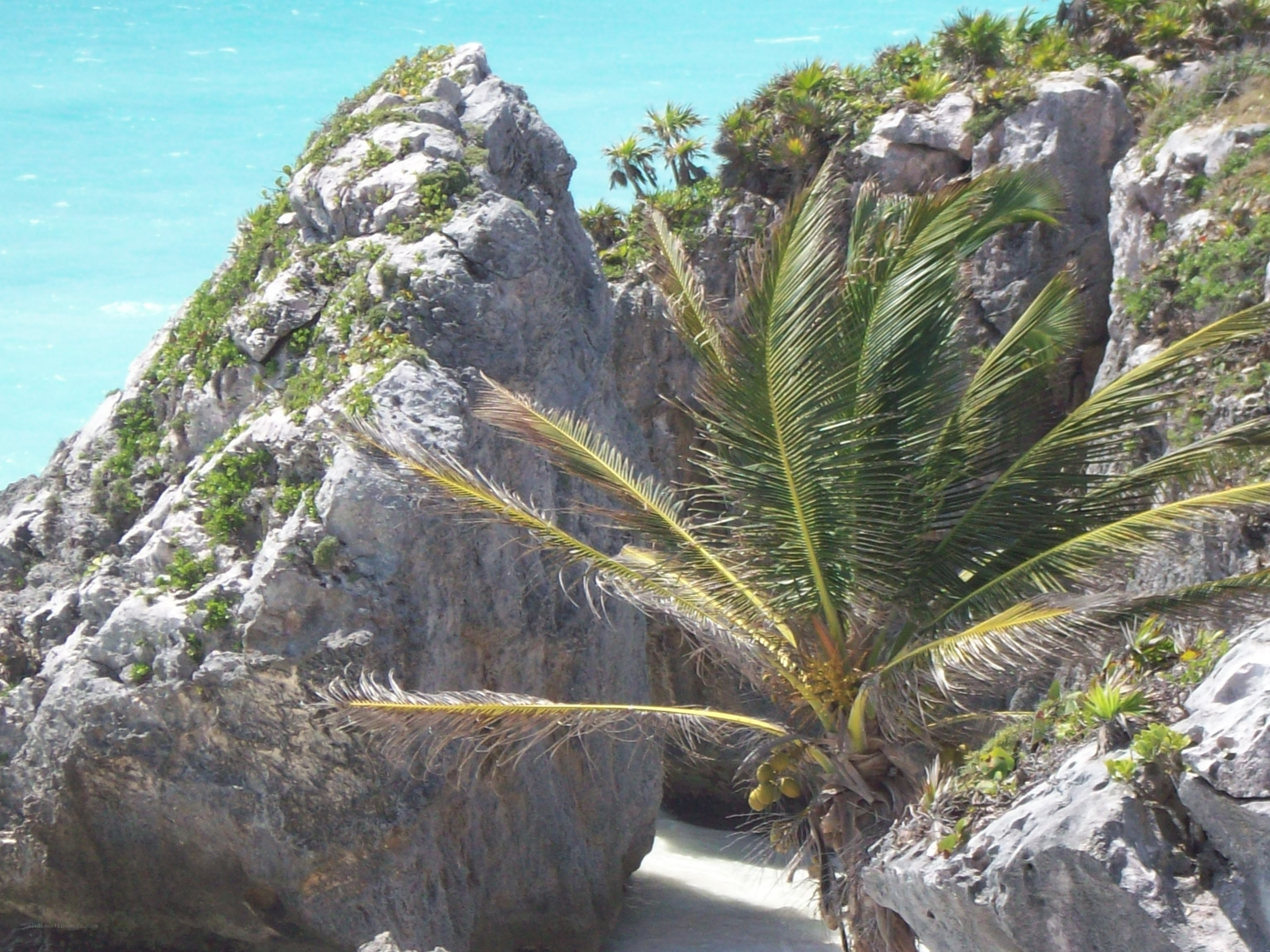 Palm tree on rocky cliff