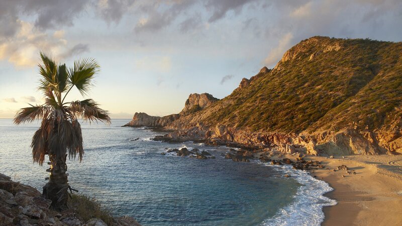 Palm Tree on Rocky Coast — Blue