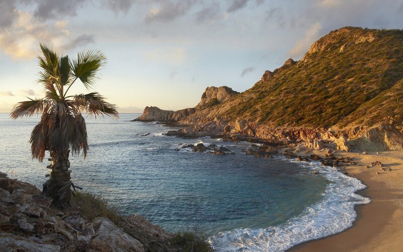 Palm Tree on Rocky Shore — Blue, Serene, Sunset, Photograph