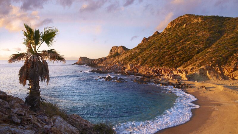 Palm Tree on Rocky Shore — Blue, Serene, Sunset