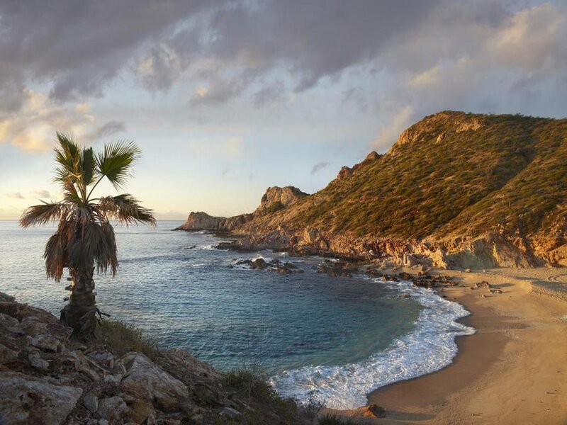 Palm Tree on Rocky Shore — Blue, Serene