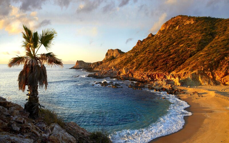 Palm Tree on Rocky Shore — Blue