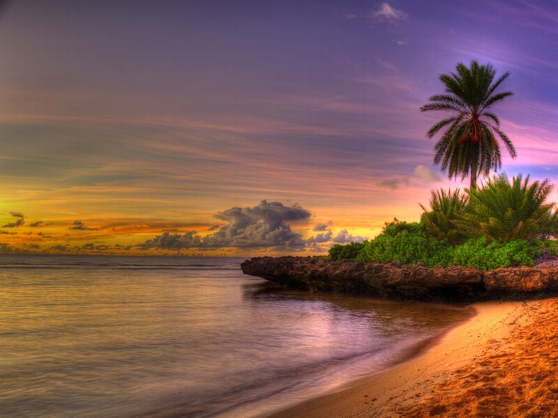 Palm Tree on Rocky Shore — Purple