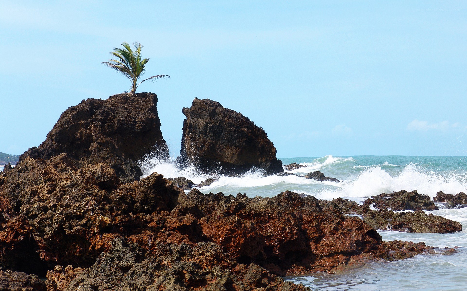 palm tree on rocky shore