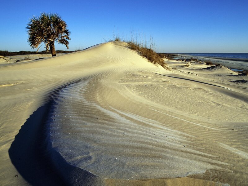 Palm Tree on Sand Dune — Blue, Serene, Afternoon, Photograph