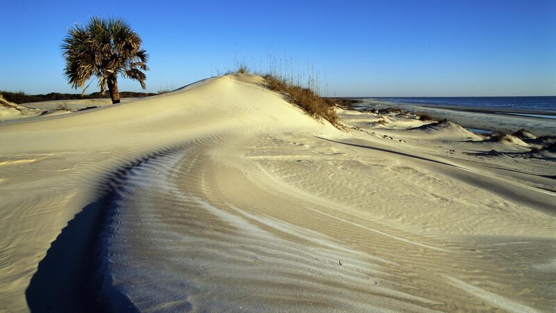 Palm Tree on Sand Dune — Blue, Serene