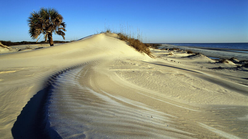 Palm Tree on Sand Dune — Blue