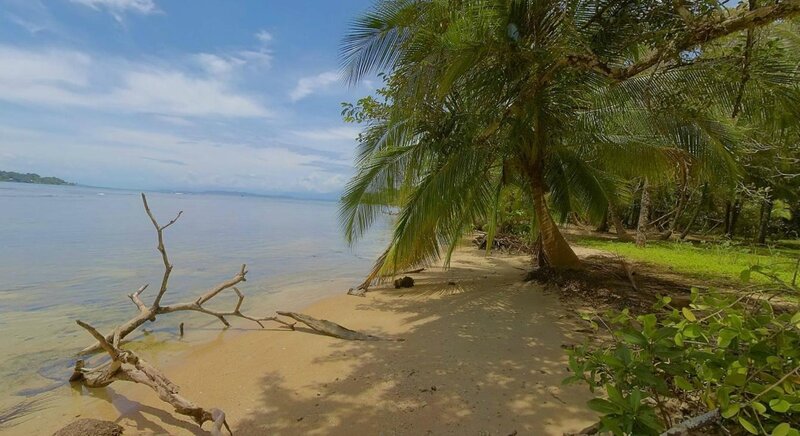 Palm Tree on Sandy Beach — Blue, Serene, Afternoon, Photograph