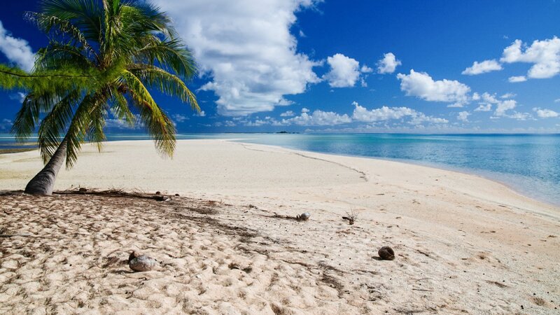 Palm Tree on Sandy Beach — Blue, Serene