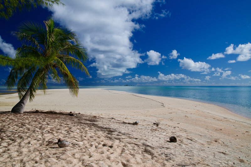 Palm Tree on Sandy Beach — Blue