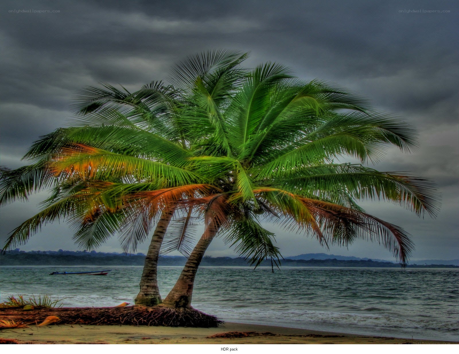 Palm tree on stormy beach