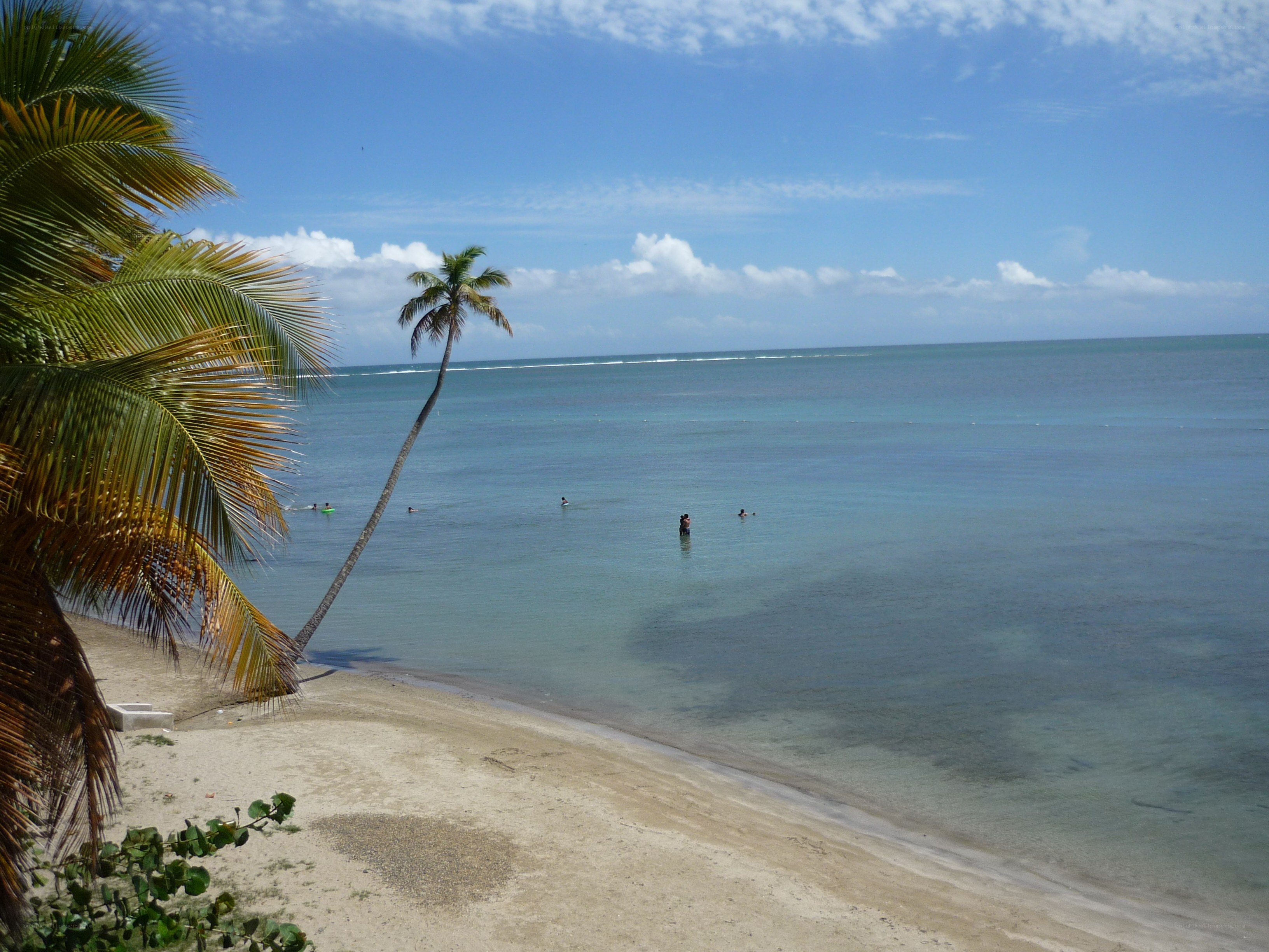 Palm tree on tropical beach