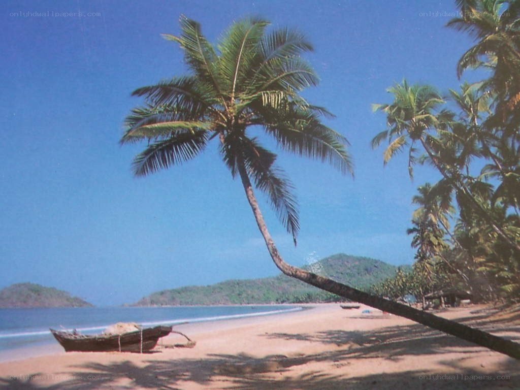 Palm tree on tropical beach