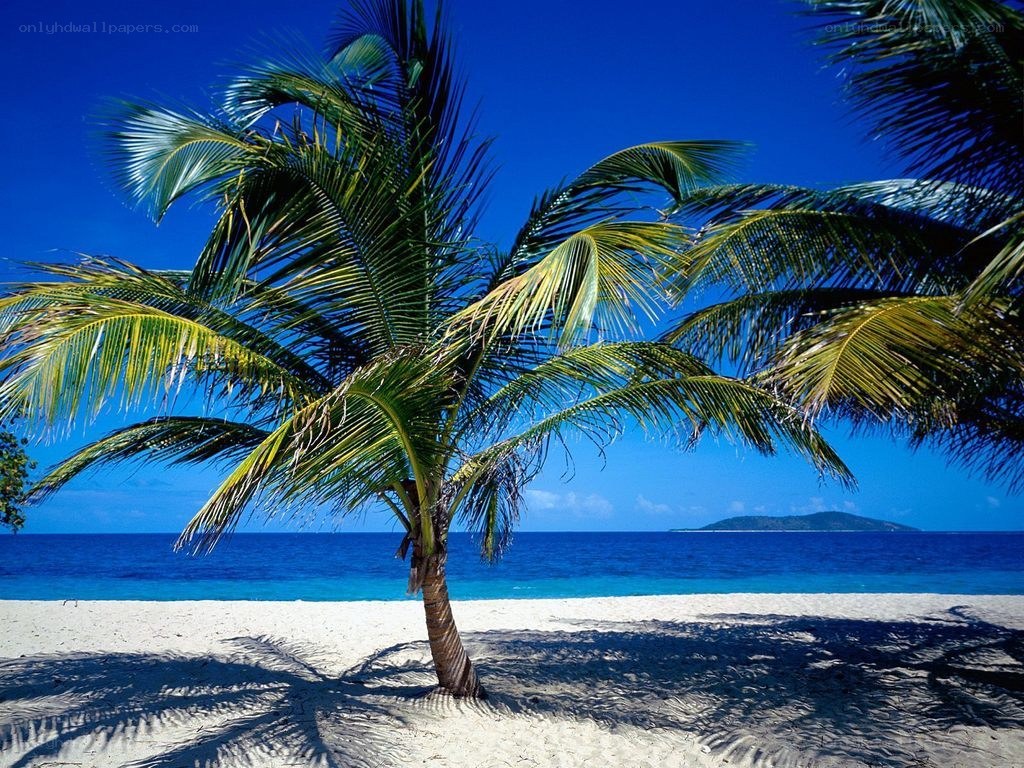 Palm tree on tropical beach