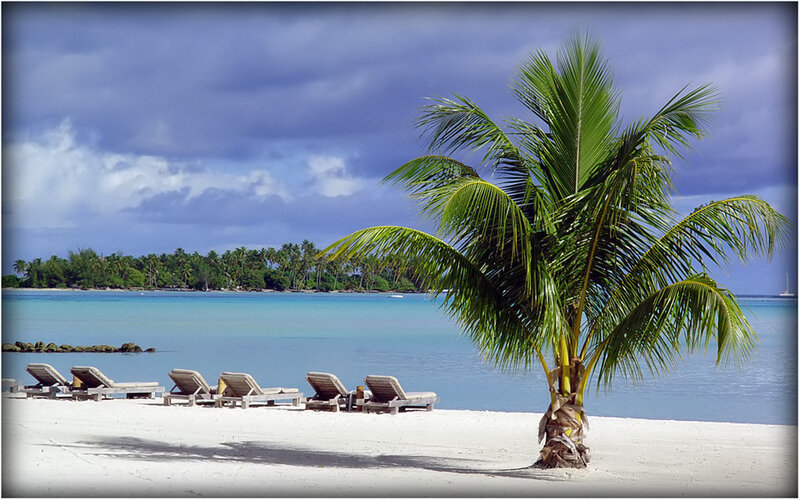 Palm tree on tropical beach