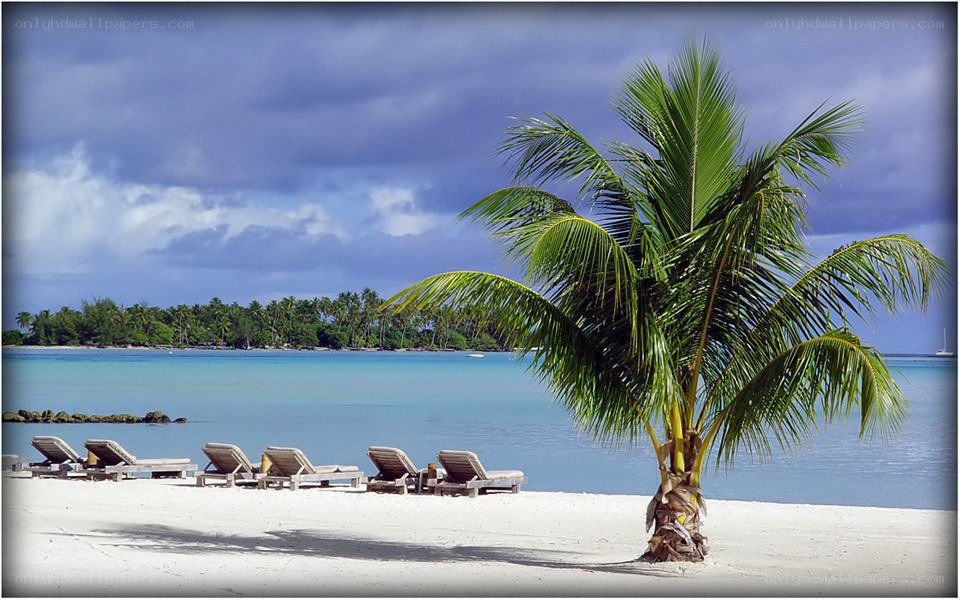 Palm tree on tropical beach