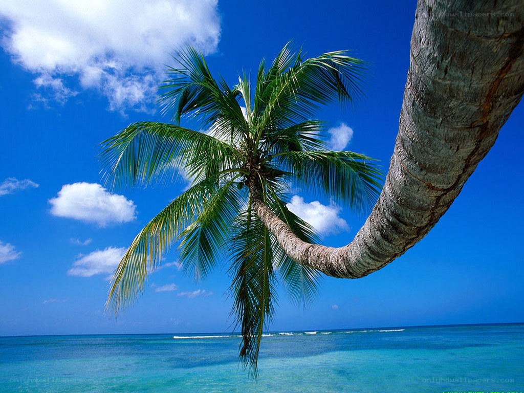 Palm tree on tropical beach
