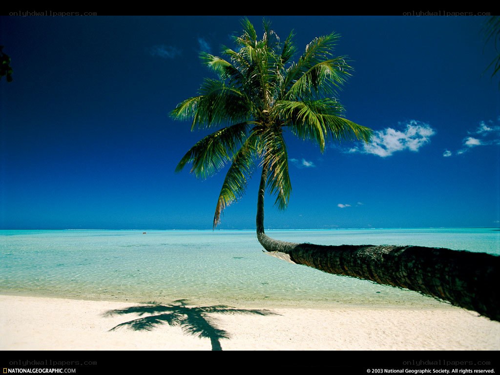 Palm tree on tropical beach
