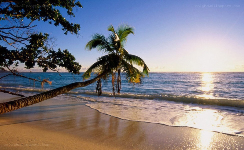 Palm tree on tropical beach