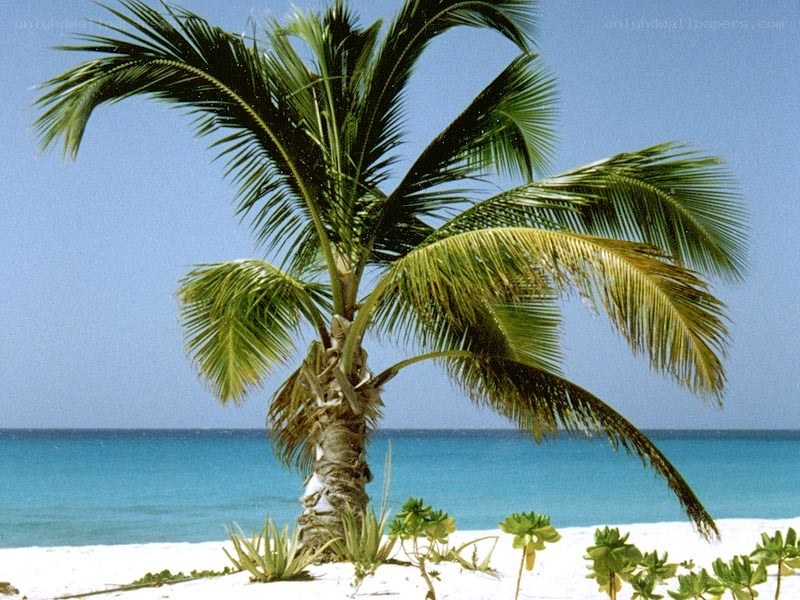 Palm tree on tropical beach