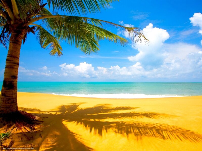 Palm tree on tropical beach