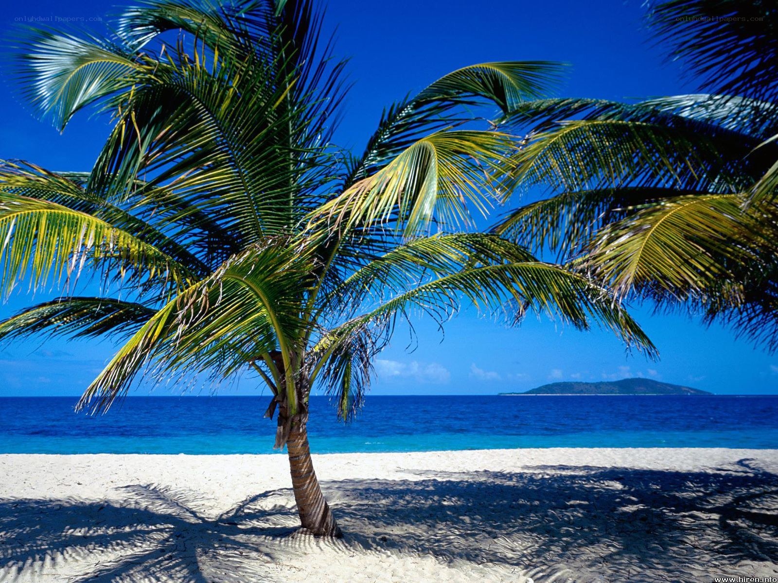 Palm tree on tropical beach