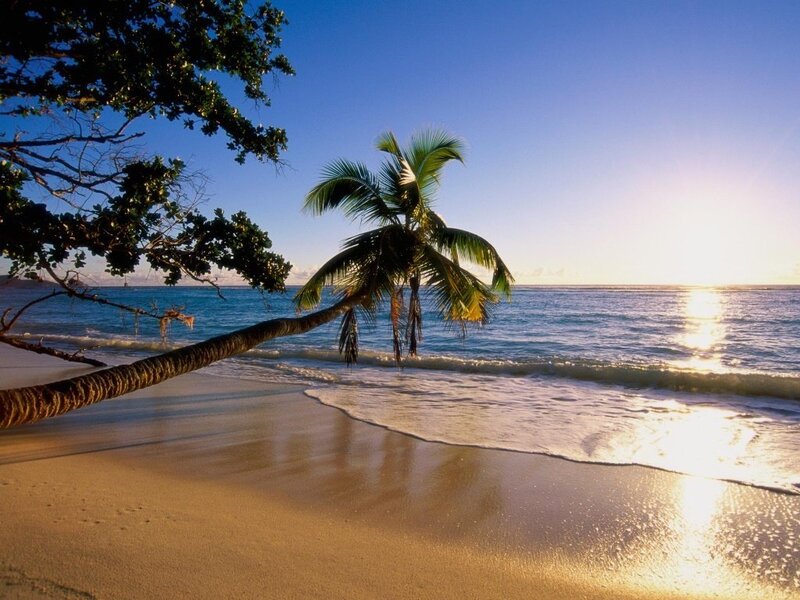 Palm tree on tropical beach
