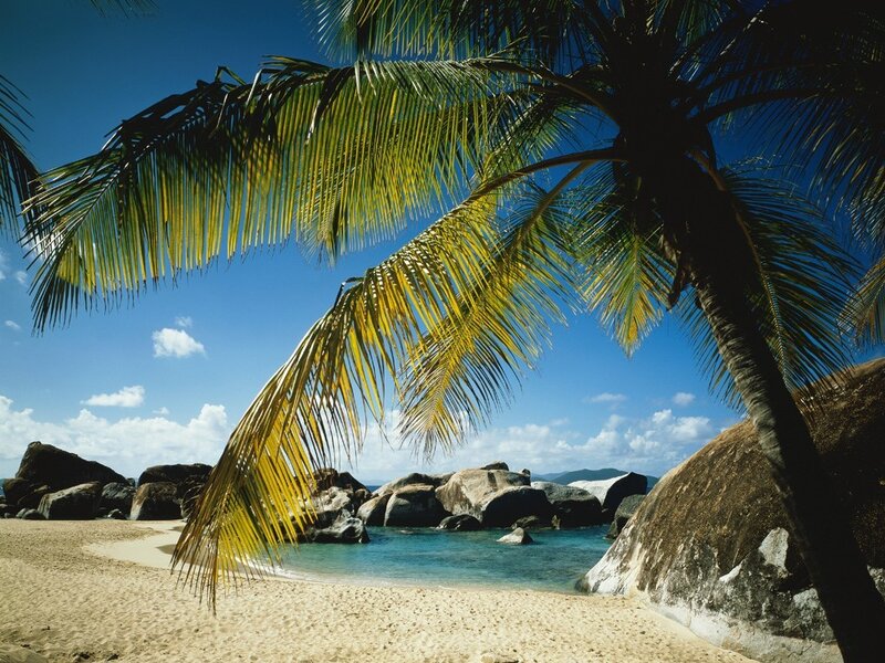 Palm tree on tropical beach
