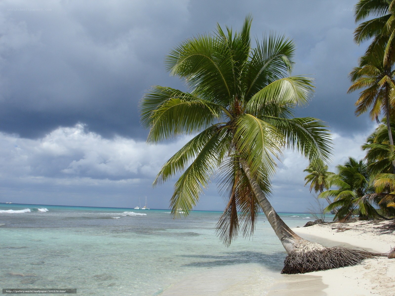 Palm tree on tropical beach