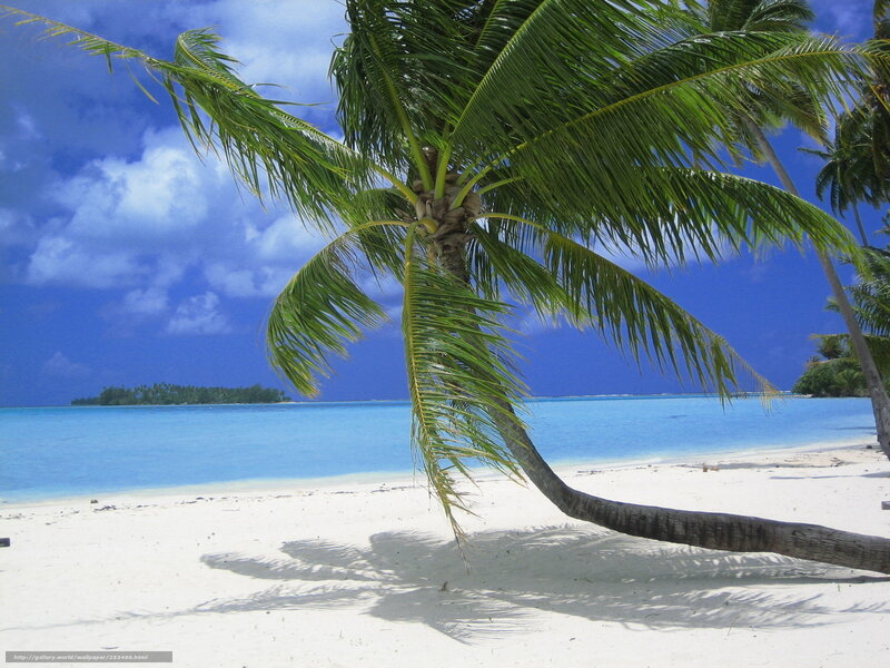 Palm tree on tropical beach