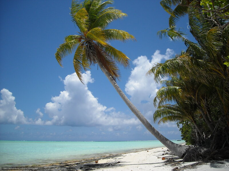 Palm tree on tropical beach