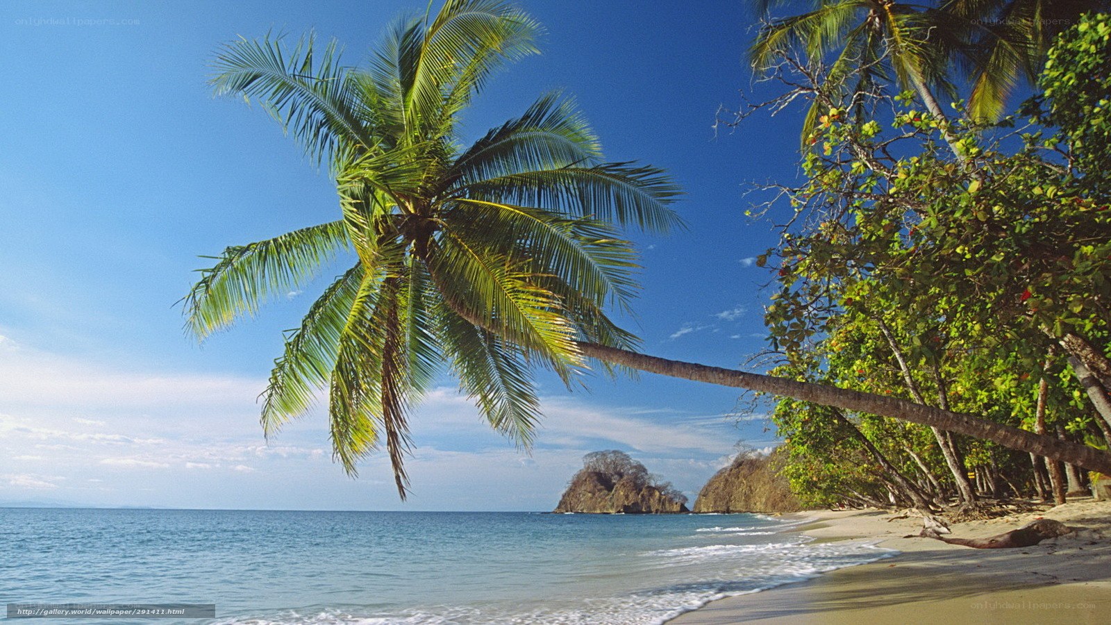 Palm tree on tropical beach