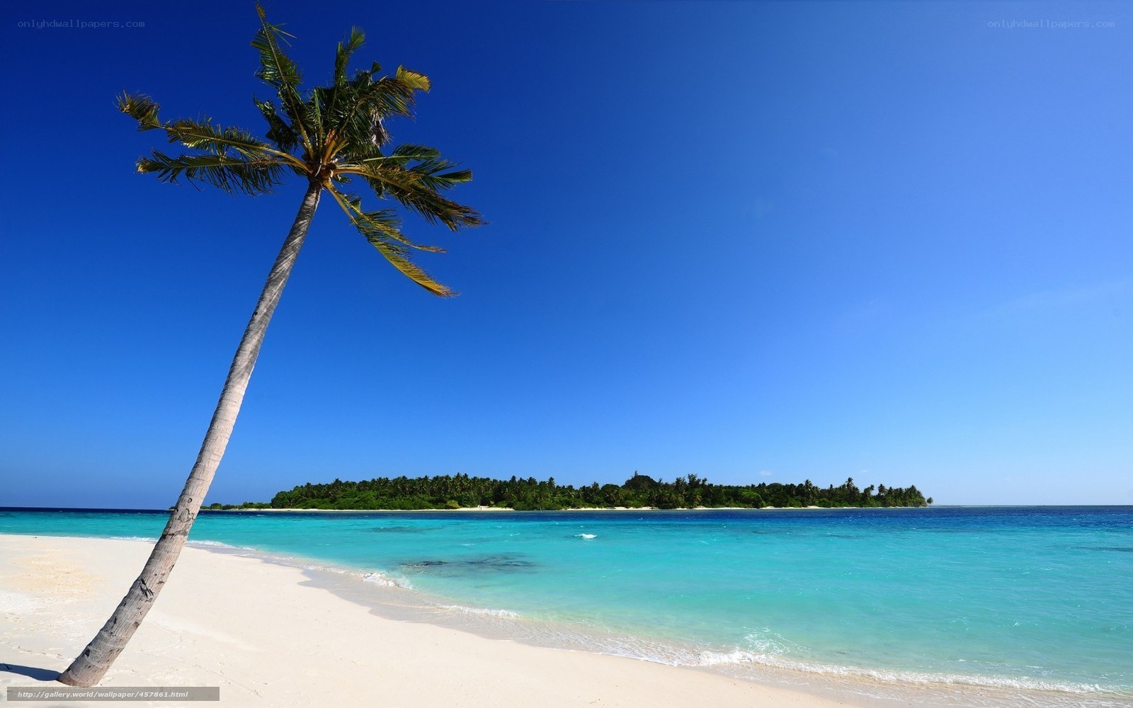 Palm tree on tropical beach