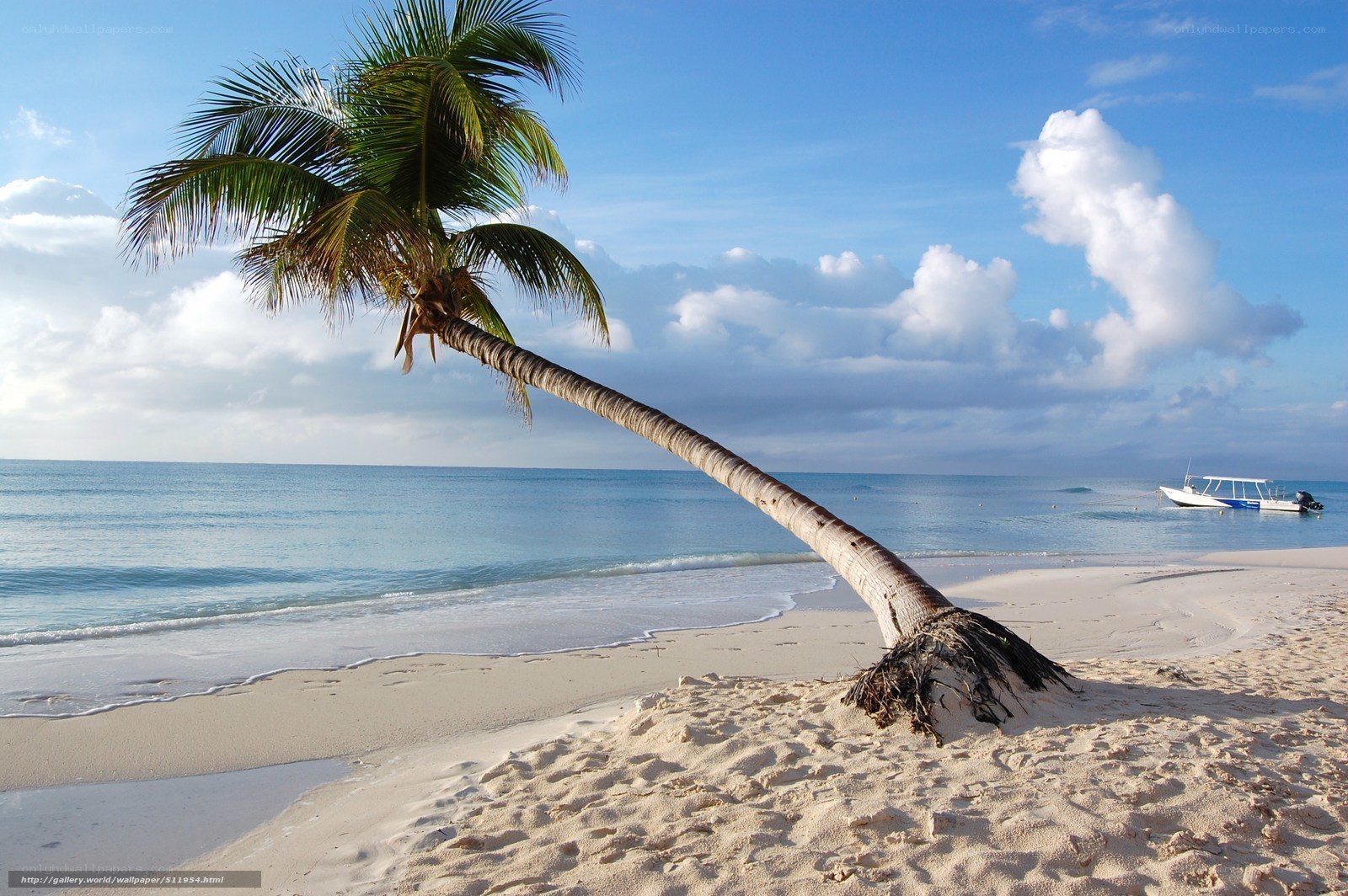 Palm tree on tropical beach
