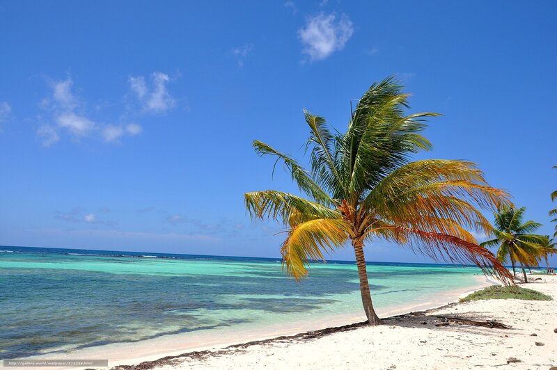 Palm tree on tropical beach