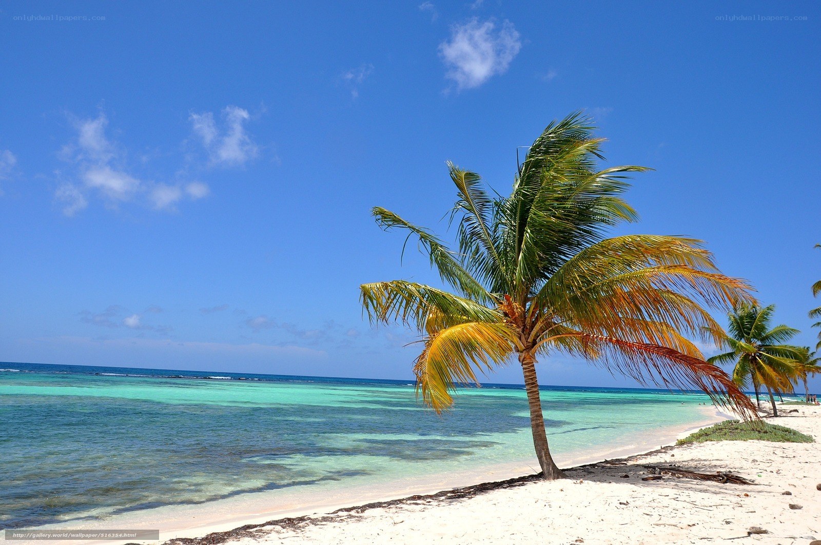 Palm tree on tropical beach