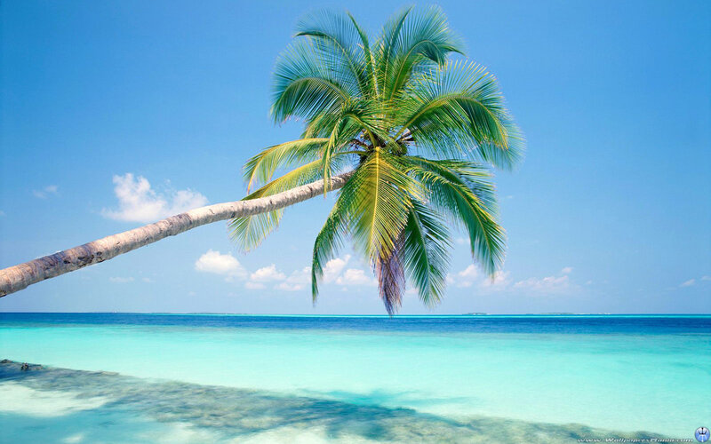 Palm tree on tropical beach