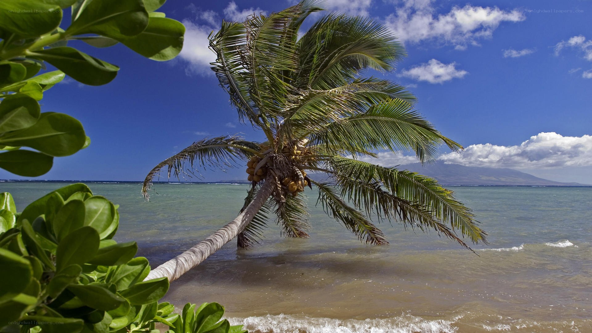 Palm tree on tropical beach