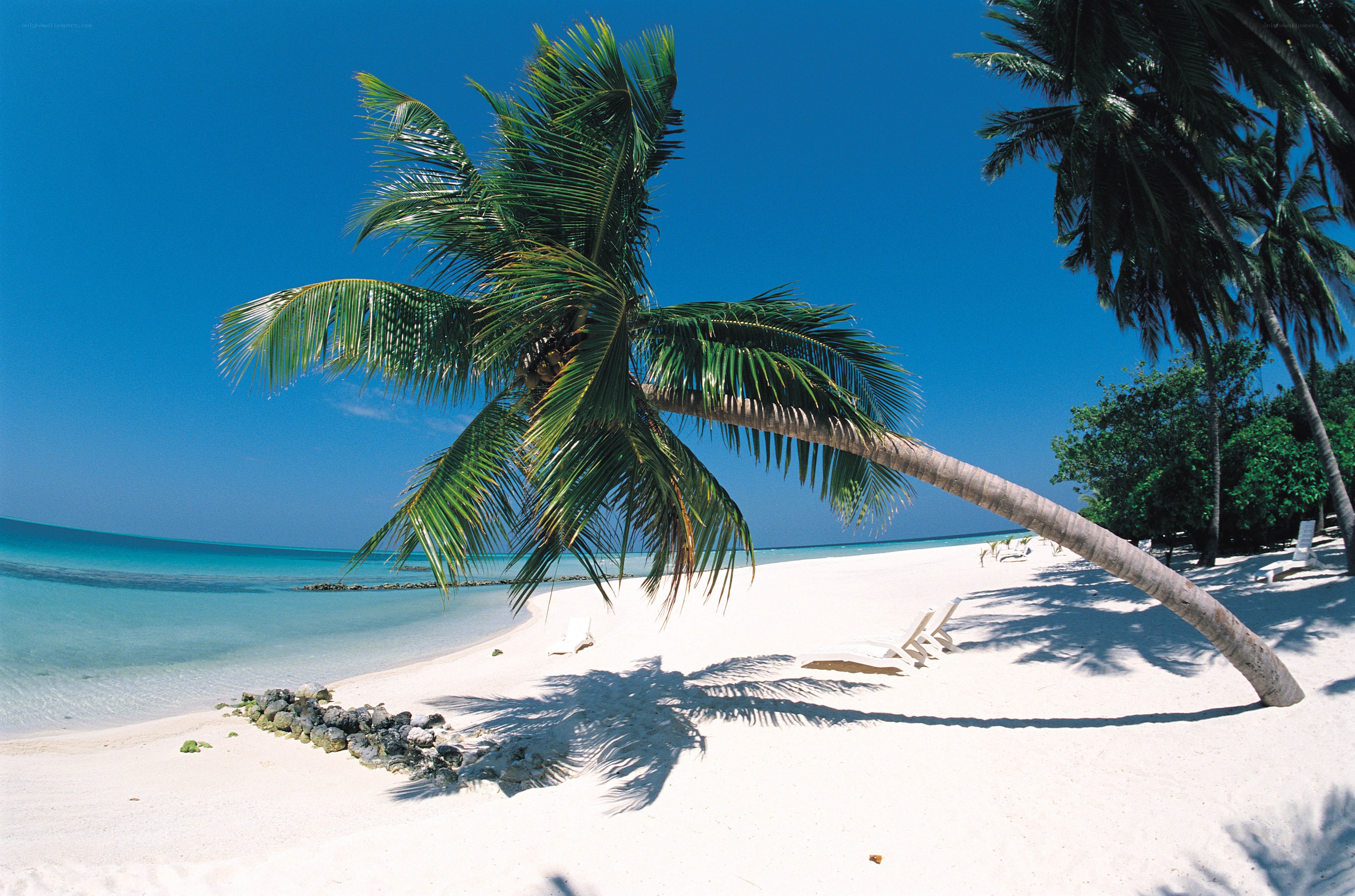 Palm tree on tropical beach
