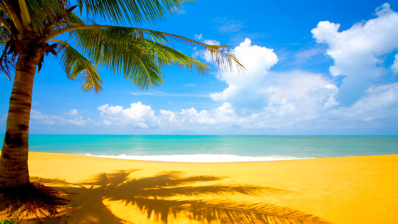 Palm tree on tropical beach