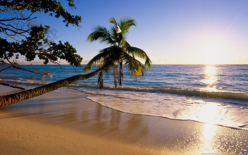 Palm tree on tropical beach