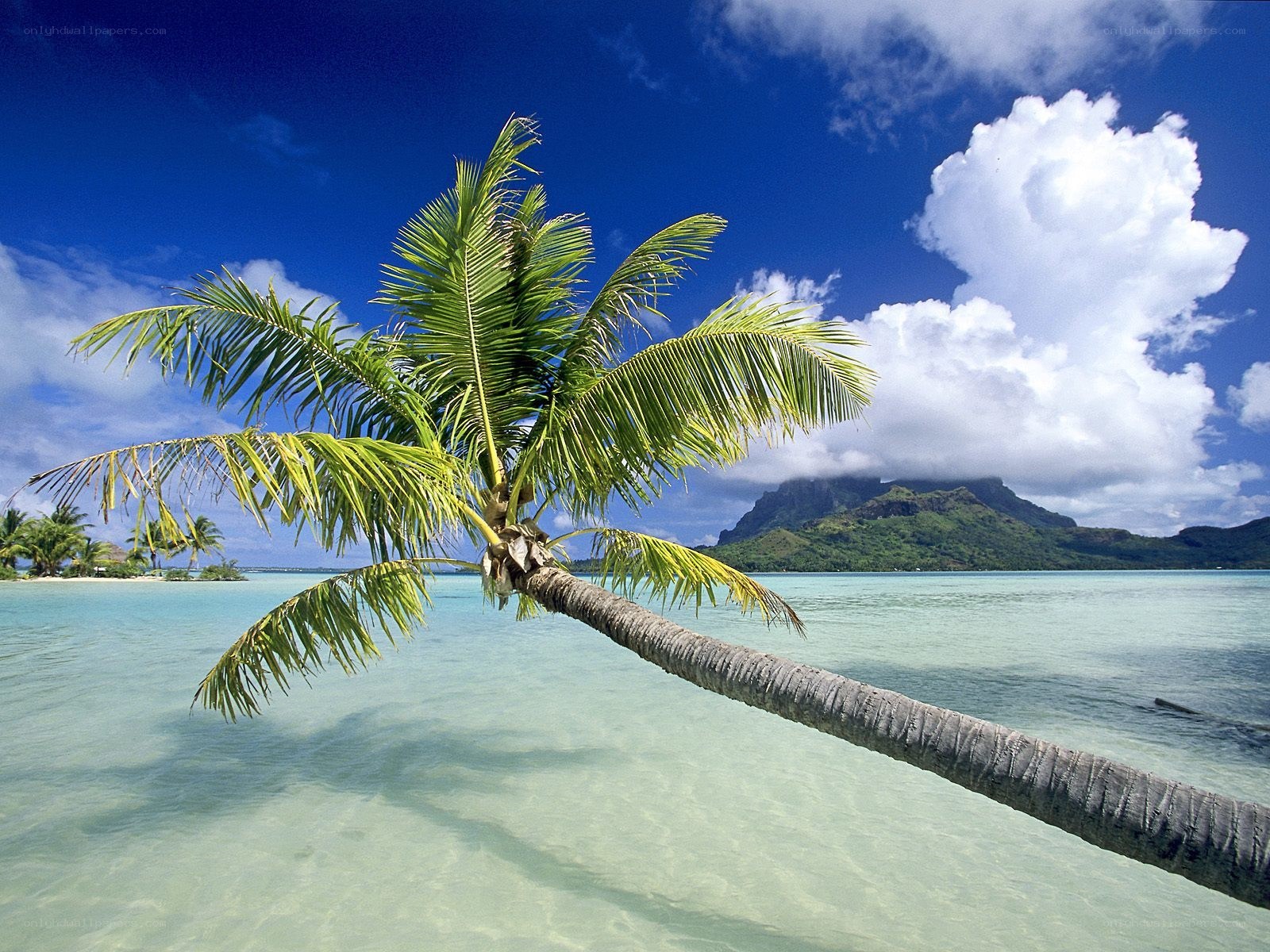 Palm tree on tropical beach