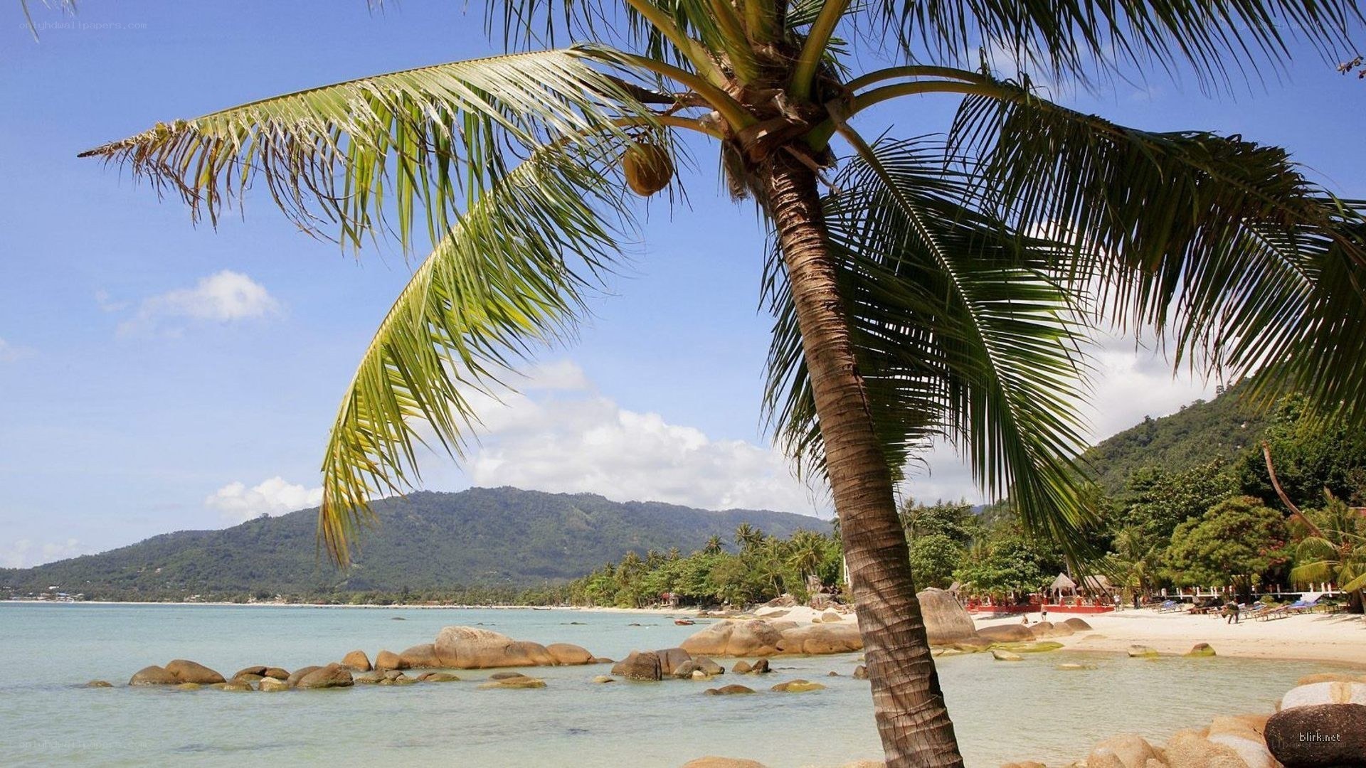 Palm tree on tropical beach