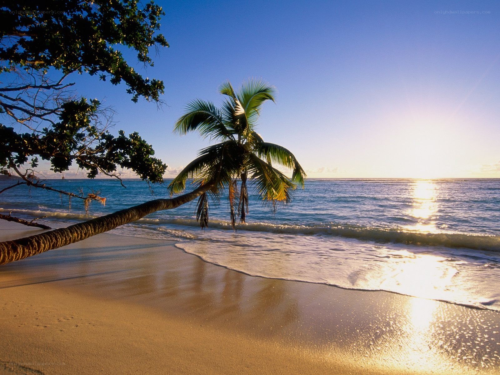 Palm tree on tropical beach