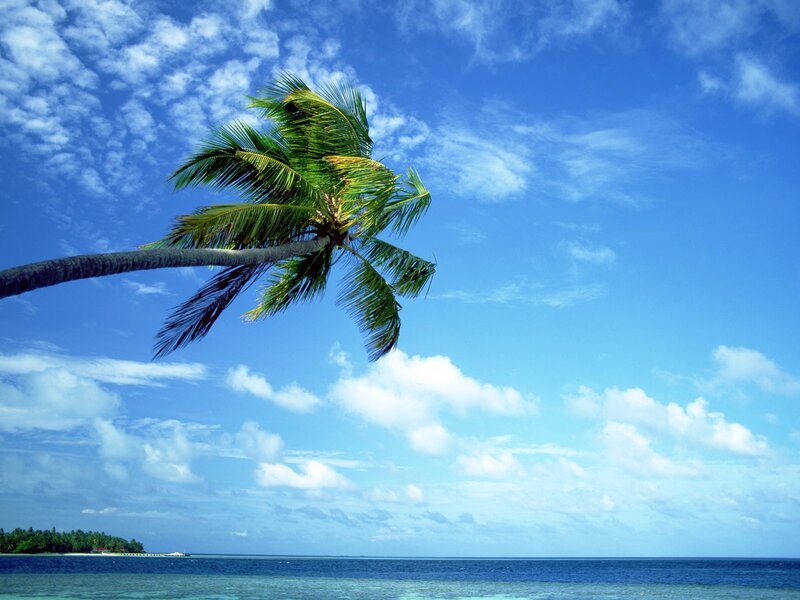 Palm tree on tropical beach