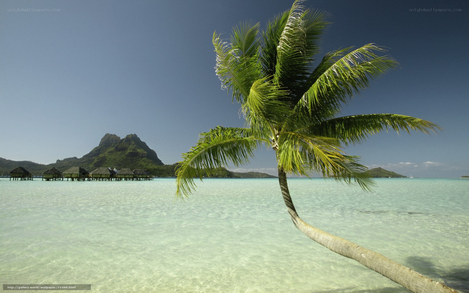 Palm tree on tropical beach