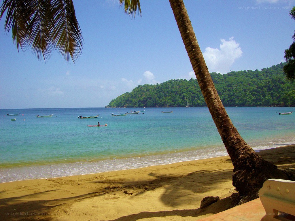 Palm tree on tropical beach