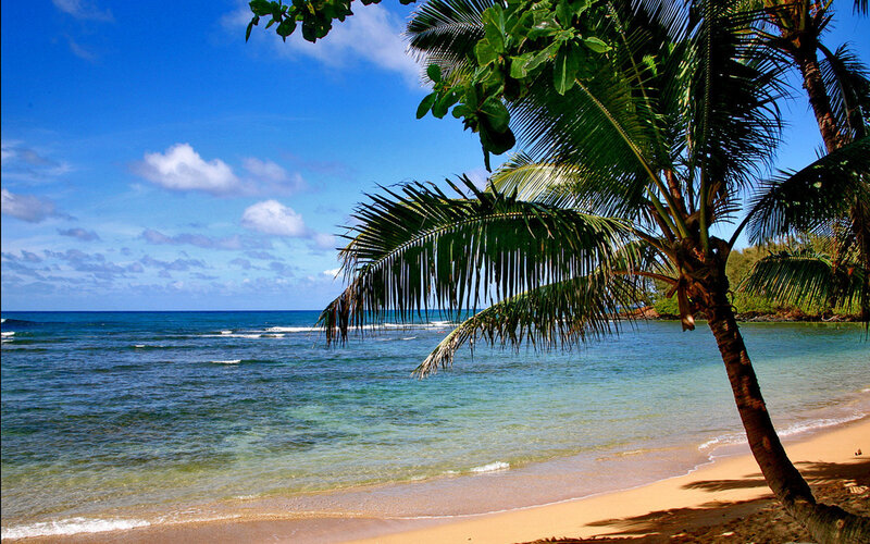 Palm tree on tropical beach